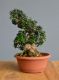 Immagine di Bonsai Olivo