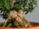 Immagine di Bonsai Olivo