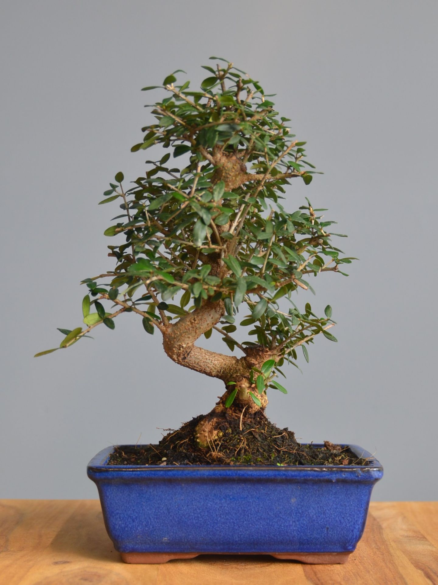 Immagine di Bonsai Olivo