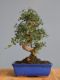 Immagine di Bonsai Olivo