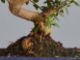 Immagine di Bonsai Olivo