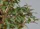 Immagine di Bonsai Olivo