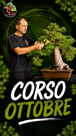 Immagine per la categoria Corso Online Mensile - OTTOBRE