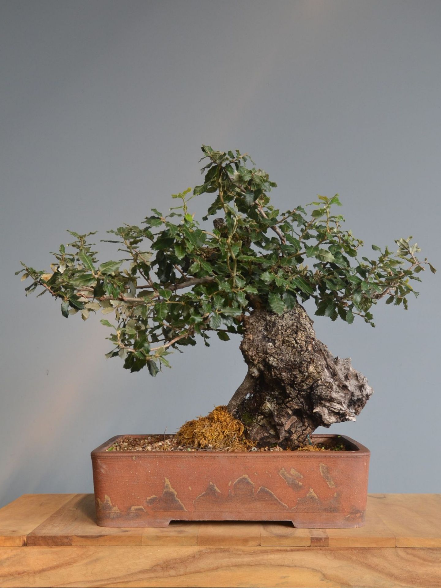 Immagine di Bonsai Leccio