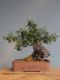 Immagine di Bonsai Leccio