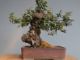 Immagine di Bonsai Leccio