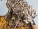 Immagine di Bonsai Leccio