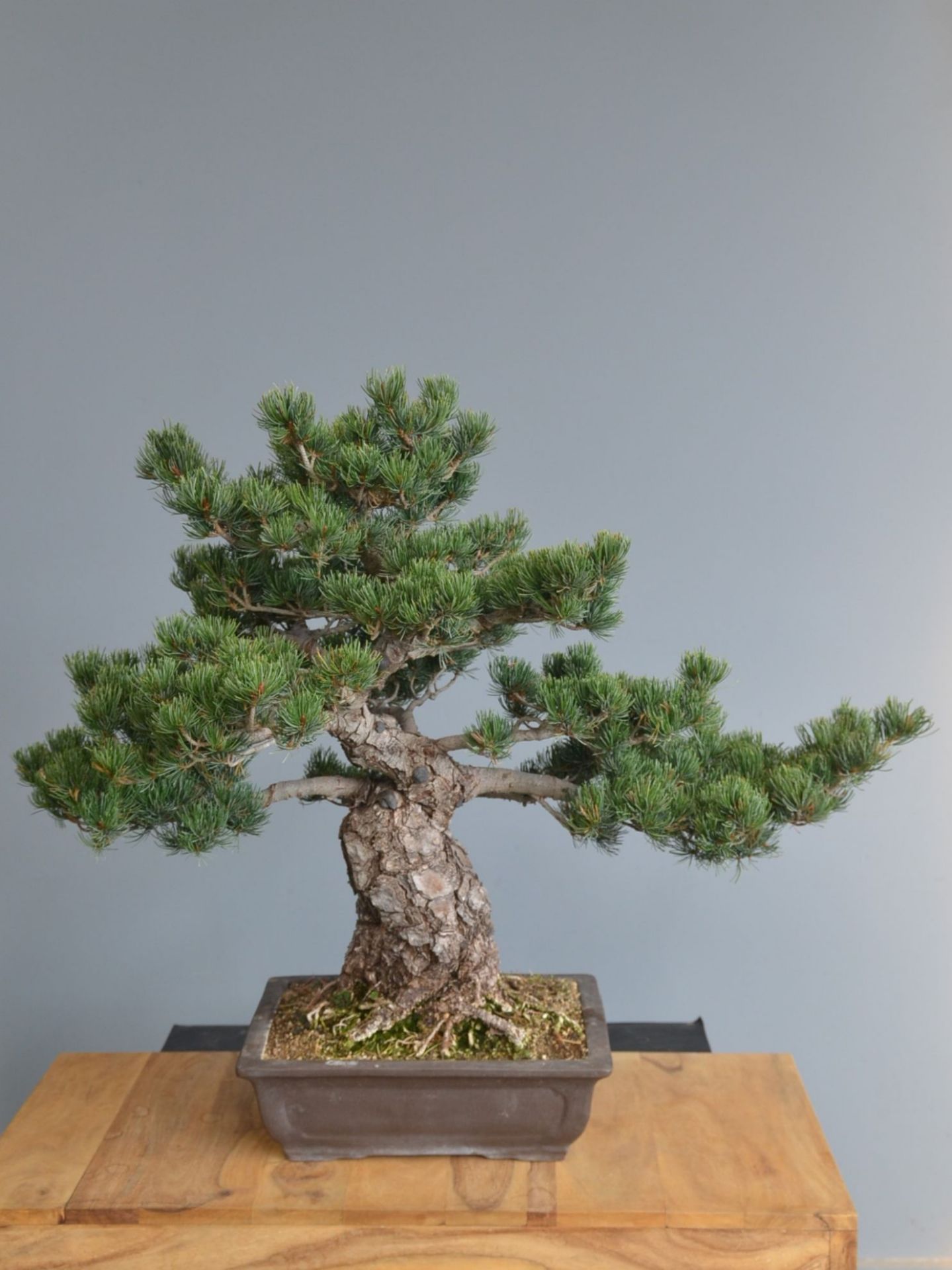 Immagine di Bonsai Pino Bianco