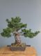 Immagine di Bonsai Pino Bianco