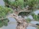 Immagine di Bonsai Pino Bianco