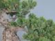 Immagine di Bonsai Pino Bianco
