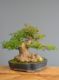 Immagine di Bonsai Acero