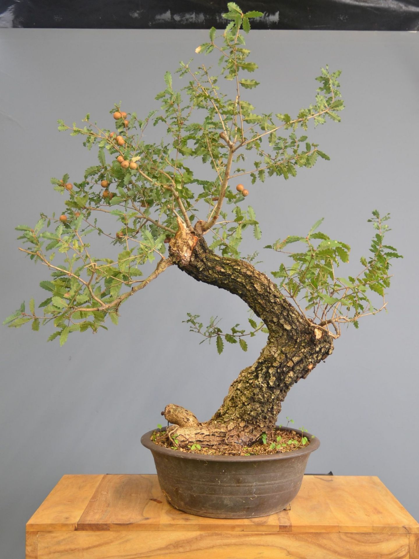 Immagine di Bonsai Quercia