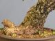 Immagine di Bonsai Quercia